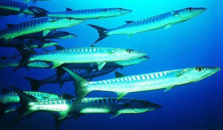 南海带鱼 学名:带鱼 别称:裙带,肥带,油带,牙带鱼 南海带鱼游泳能力差