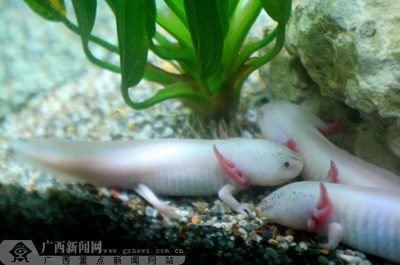 南宁海底世界海洋远古生物展:主打蝾螈金恐龙(图)