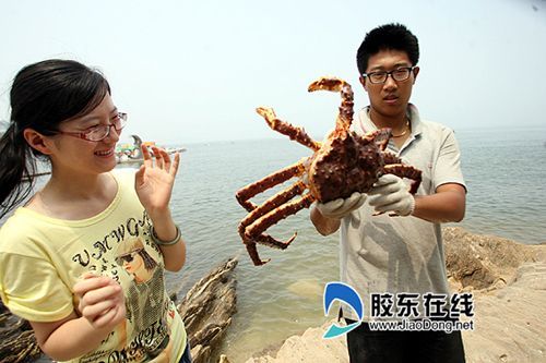 烟台大螃蟹挑战章鱼哥 将预测所有鲁能比赛(图)
