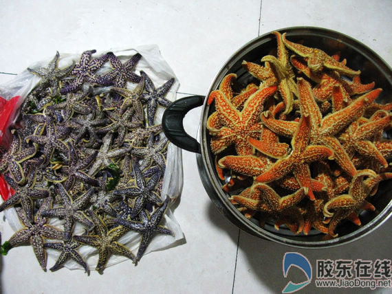 海星
