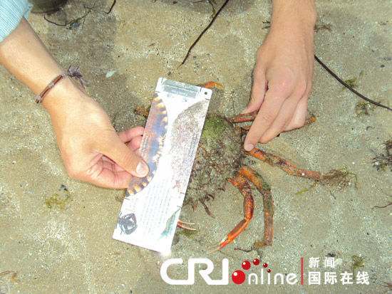 法国人海滩捞贝倡导环保理念(组图)