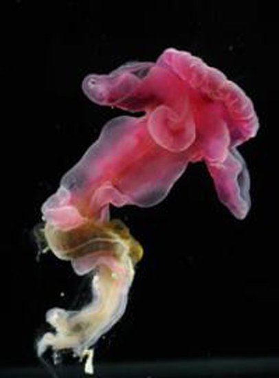 大西洋深海发现蠕虫新种 色彩绚丽如海底花