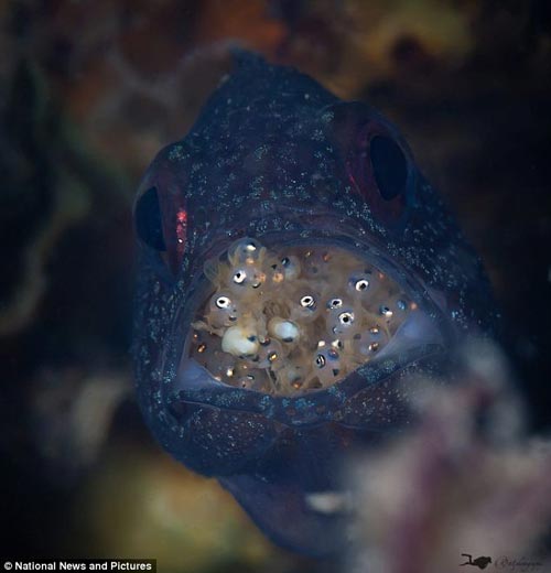 雄性天竺鲷的嘴部是一个“孵化箱”，能够含着鱼卵数个星期进行孵化