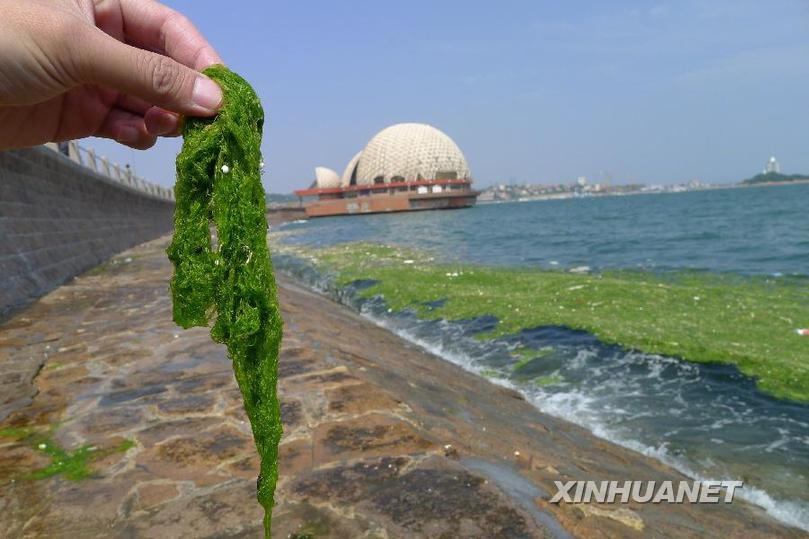 #（社会）（1）浒苔进犯山东沿海