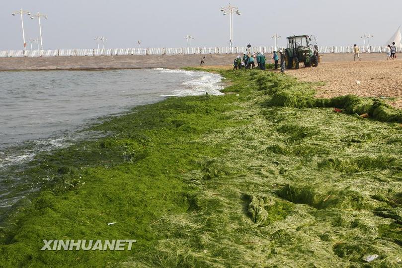 #（社会）（2）浒苔进犯山东沿海