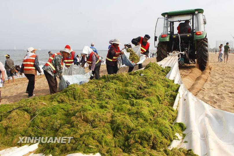 #（社会）（5）浒苔进犯山东沿海