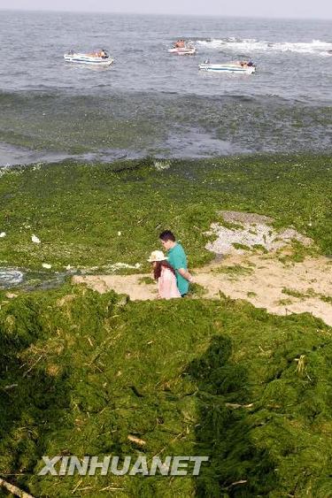 #（社会）（3）浒苔进犯山东沿海