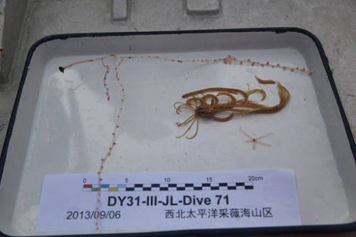 “蛟龙”号连续两次下潜采集到大量海底生物样品