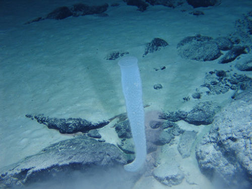 “蛟龙”号连续两次下潜 采集到大量海底生物样品