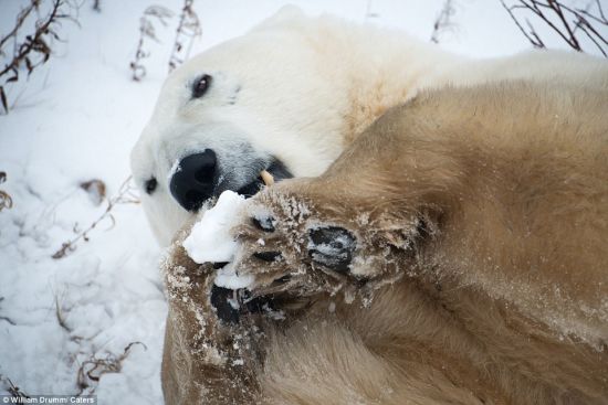 德拉姆还拍下了北极熊玩雪球的样子。(图片来源：《每日邮报》)