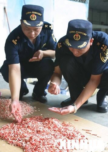 图为黄埔海关查获的珍贵红珊瑚。 新华社发 
