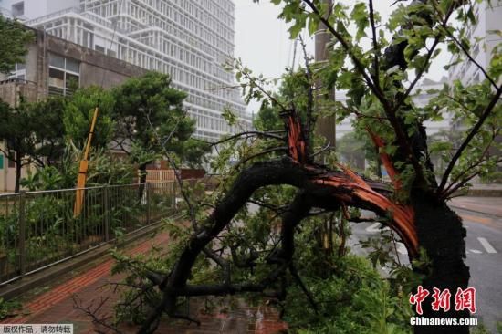  当地时间7月8日，日本冲绳，超强台风“浣熊”袭击日本，那霸市树木被风吹断。