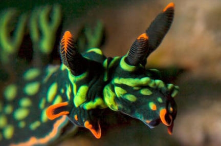 http://img.hycfw.com/UploadFiles/Article/2015/11/201511180912551962.jpg