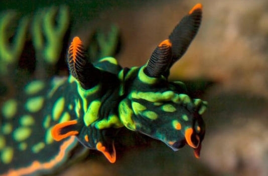 http://img.hycfw.com/UploadFiles/Article/2015/11/201511180912559168.jpg