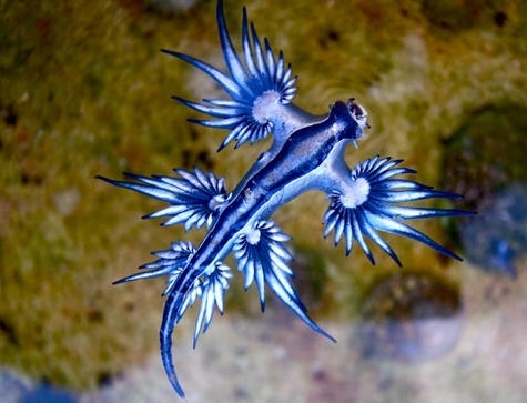 http://img.hycfw.com/UploadFiles/Article/2015/11/201511180912559276.jpg