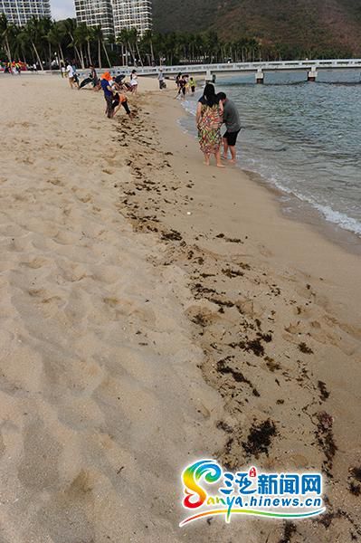 游人在遭海藻“入侵”的小东海海滩上活动。(三亚新闻网记者