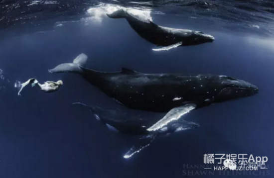 我们都在看星爷的《美人鱼》，却不知道这世上真有在拯救海洋的美人鱼