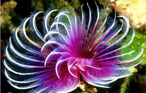 神奇的海底之花惊艳了世界!