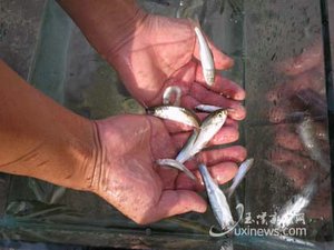 珍稀星云白鱼人工培育鱼种增至3万尾