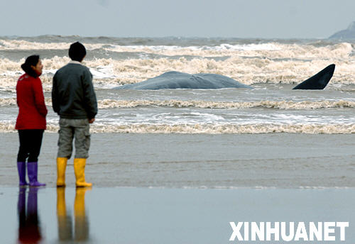 1月15日，一条鲸鱼搁浅在福建长乐松下港海域。 