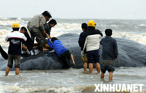 1月15日，围观者爬上搁浅死亡的鲸体。