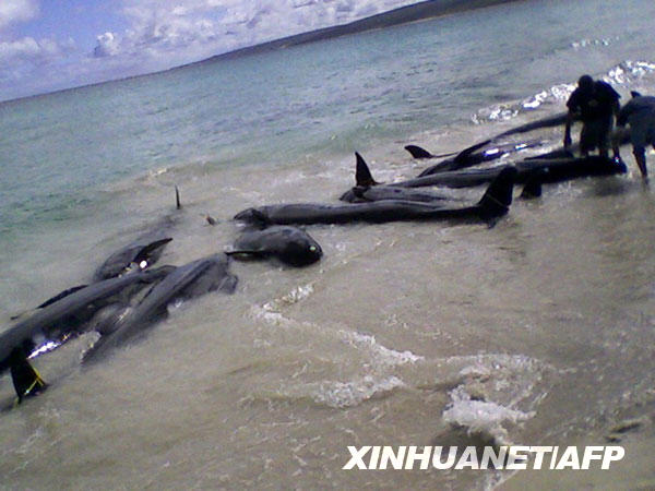 3月23日，工作人员在澳大利亚城市珀斯南部的哈梅林湾海滩设法营救搁浅的虎鲸和宽吻海豚。当天，约80头虎鲸和宽吻海豚在该海滩搁浅，其中大部分已经死亡。