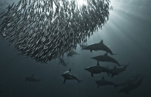 组图：水下摄影师拍到海豚群捕食沙丁鱼群