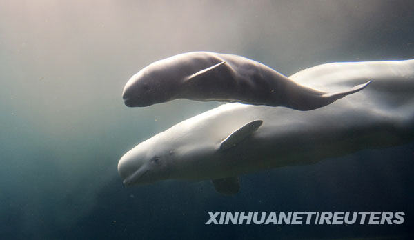 6月7日，在加拿大温哥华水族馆，二十岁的白鲸“极光”和她产下的幼崽在水中畅游。