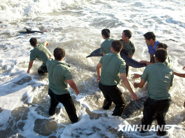 7月30日，广东汕头云澳边防派出所官兵与渔民一起救助海豚。