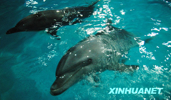 10月29日，来自日本的海豚在苏州海洋馆畅游。 