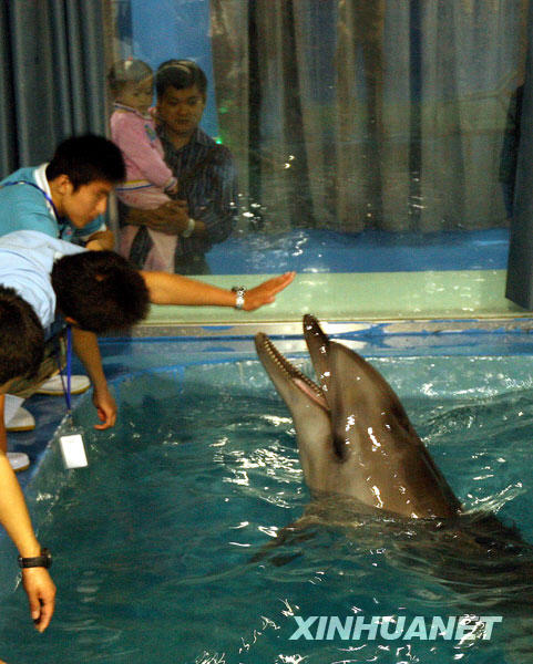 10月29日，苏州海洋馆的工作人员在和小海豚嬉戏。 
