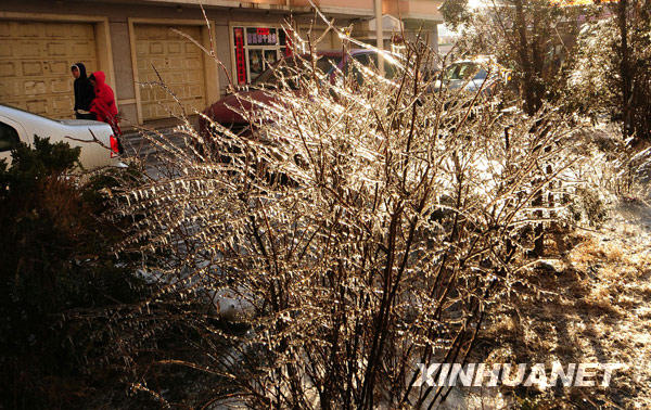 沈阳街头被冻雨包裹的植被（2月25日摄）。