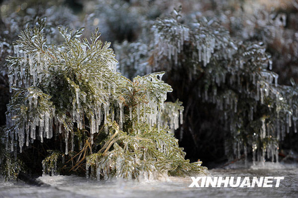 沈阳街头被冻雨包裹的植被（2月25日摄）。