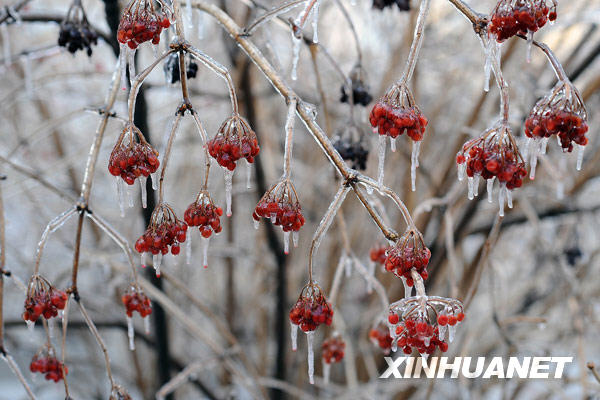 沈阳街头被冻雨包裹的植被（2月25日摄）。