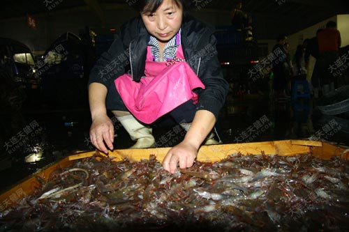 经销商实地考察大连海鲜未被污染可放心食用