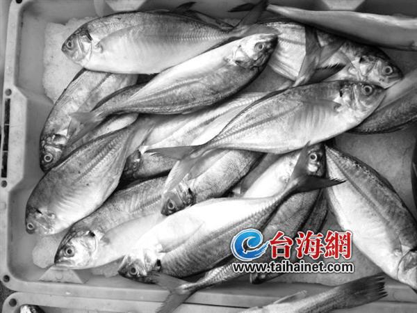 昨日，罕见的白面鱼在开禾市场上市了，该鱼肉厚刺少，红烧、糖醋味道都不错，每公斤售价22元。