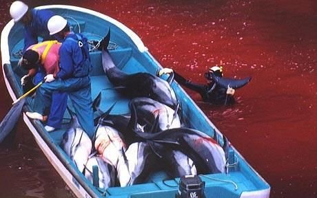 资料图片：2009年，日本太地町渔民屠杀海豚。