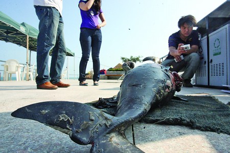 岛城频现搁浅死亡江豚