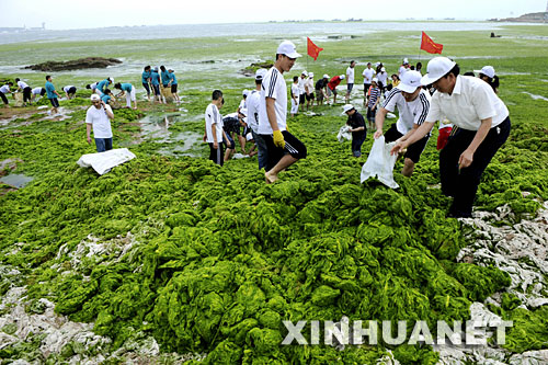6月30日，一些大学生在青岛前海海岸清理浒苔。 6月上旬以来，青岛市近海海域开始出现大面积浒苔，最大影响面积达到1.3万平方公里，实际浒苔覆盖面积约为400平方公里，对城市景观和奥帆赛运动员赛前训练产生了一定的影响。面对突如其来的自然灾害，青岛全市上下积极行动，社会各界群众从海上、潮间带、岸边进行全方位的打捞清理。目前，每天已有超过万人、千余艘各类船只、数十台装运机械投入到清理行动中。截至6月28日，清理浒苔数量超过10万多吨。     新华社记者 李紫恒 摄