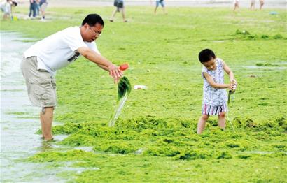 浒苔突杀回马枪 前海一线各浴场均受侵扰