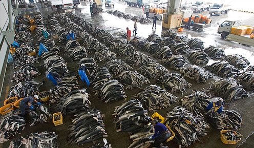 媒体曝光日本鱼翅工厂 千只鲨鱼割鳍后遭弃
