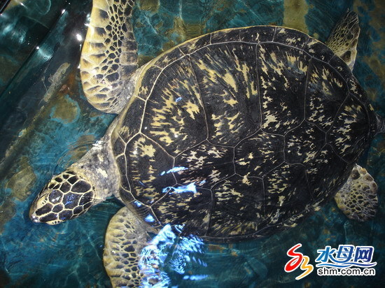 野生水生种类频频现身烟台