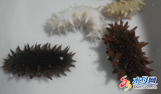 烟台白海参