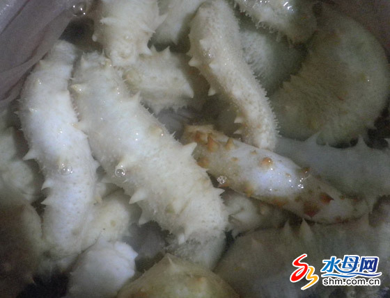 烟台白海参