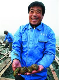 青岛海参住高楼 产量增6倍