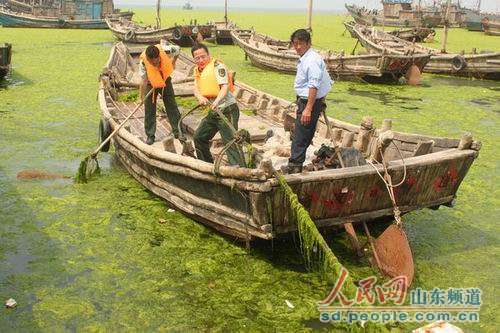 警民联手清浒苔  保护海洋生态挽回经济损失