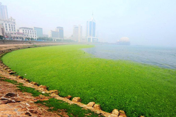 黄海海域现大面积浒苔绿潮距青岛仅40公里(图)