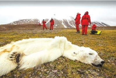 全球变暖北极熊饿死瘦如地毯 保护地球环境刻不容缓