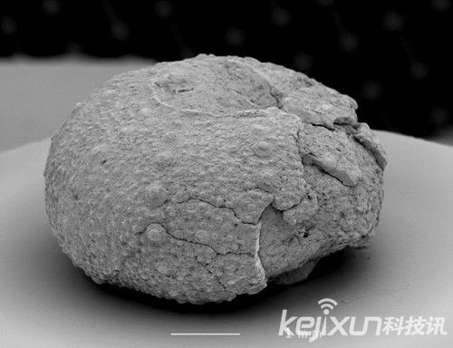 研究显示1.8亿年深海生物化石或为海洋生物起源