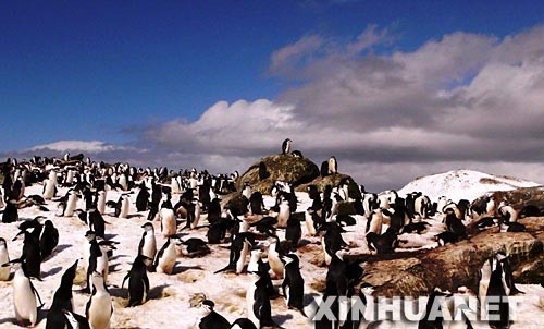 这是11月23日在南极乔治王岛拍摄的企鹅照片。